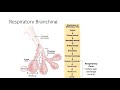 Respiratory and Circulatory System Concepts