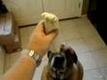 Bubba's Food Reactions and Praise
