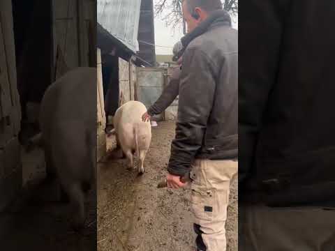 Farm Life in Romania - Getting pig ready for Christmas