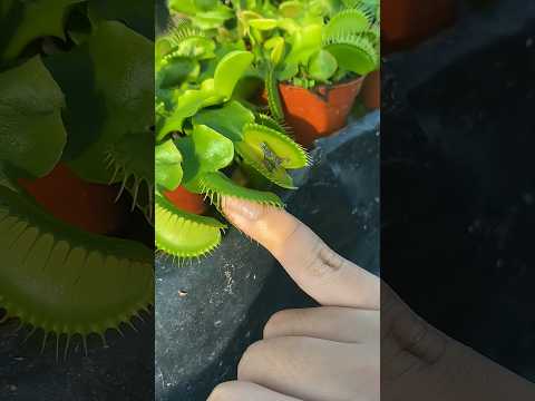 গাছ আঙুলকে আটকে দিল.!😧