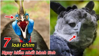 7 loài chim nguy hiểm nhất hành tinh, bạn không bao giờ được tới gần chúng. #animals #dongvat
