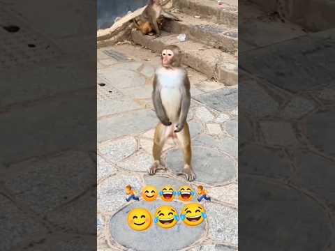 New Best Comedy Monkey 🤣🤪