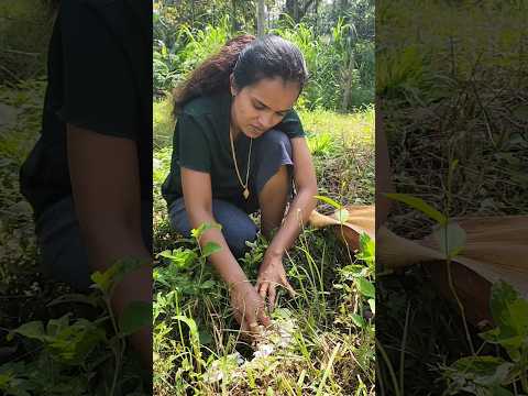 ഇടി വെട്ടിയാൽ പിന്നെ പറമ്പ് നിറയെ അരിക്കൂൺ ആണ് // ഒരു പാള നിറയെ കൂൺ കിട്ടി