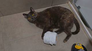 GATUNADAS QUE GRABÉ CON EL MÓVIL