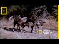 Wild Painted Dogs in the Okavango Delta