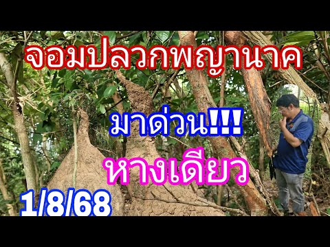 จอมปลวกประหลาดเกิดขึ้นกลางป่า1/8/68