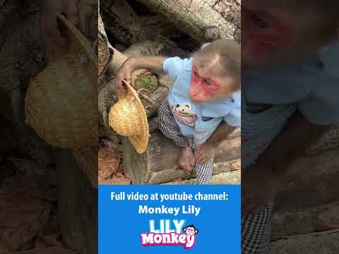 So funny! Lily fell asleep on the way to buy milk P1 #shorts #short #monkey