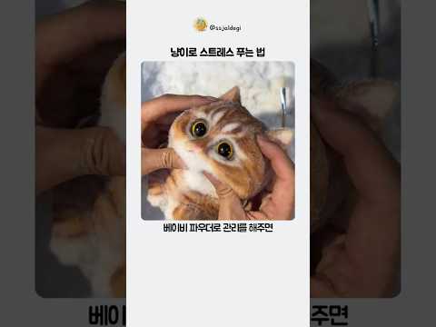 냥이로 스트레스 푸는 법