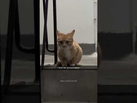 Funny Pets | 2024😂 Funny Dogs And Funny Cats Videos 🐱 🐕 😄 #70