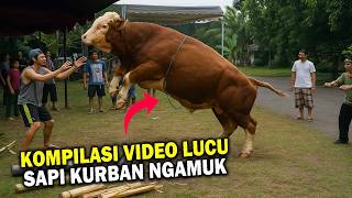 LUCU BANGET!!  Video Sapi Kurban Ngamuk dan Lepas Pada Idul Adha 2025