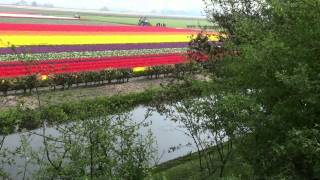 keukenhof   holand  zahrady