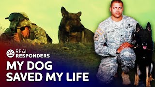 The Most Dedicated Military Dog Takes a Bullet For His Handler
