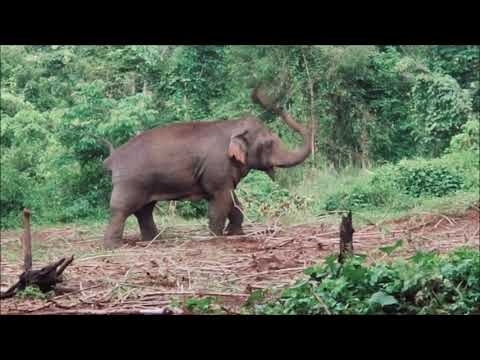 Prathom-Hanklang อาการของช้างป่าตกมัน อาการของช้างป่าตกมัน อาการของช้างป่าตกมัน