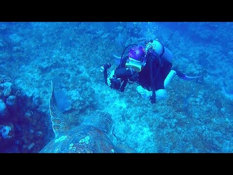 Close encounter with loggerhead sea turtle thrills scuba diver