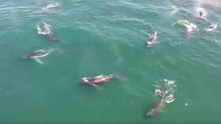 YouTube video thumbnail: Supergroup Humback Whale Sightings on the Increase in South Africa