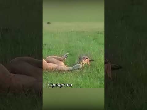 Шакал нападает на гепарда, льва и гиену.