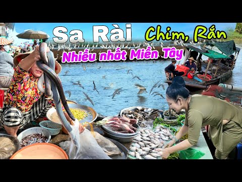 Chim Rắn nhiều nhất Miền Tây - Chợ biên giới Tân Hồng Sa Rài