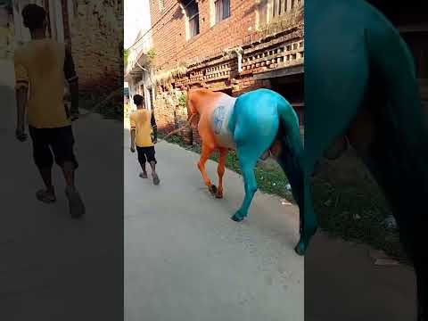 #ghoda horse horse dance #ghoda video #SHORT ???? #vilar  #vilar #ytshorts #viral #shorts #trending