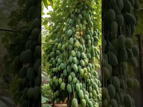 Good information of mango small plant ￼grafting. #short_video #shorts #_Indian_nursery_tips_a1