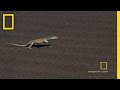 Survival Strategies in Namibian Desert