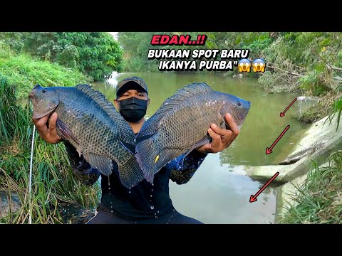 Mancing nemu ikan berkumpul jelas langsung panen nila babon