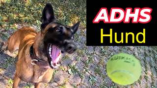 Warum willst du einen Malinois kaufen? Der Fährtenhund. Tennisbälle sind gesund 😀