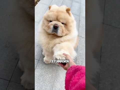 XL Chow Chows: World's Laziest Dogs! 🐶😴#animals #funny #science #shortfeed #puppy