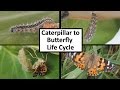 Butterfly Life Cycle and Behavior