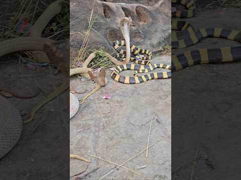 इस जंगल में एक साथ इतने सारे सांप नज़र आया🐍😱 Snakes gang forest #shorts #youtube #sarprakshak