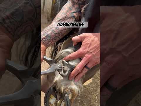 LARGE Ergot trim #farrier #horse #asmr #hooves #oddlysatisfying #horsefarrier