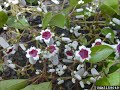 Skunk Vine Characteristics and Impact