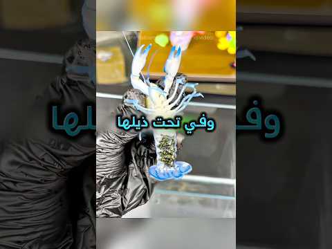 لقى جرادات بحر زرقاء مرة نادرة ولما أخذها للبيت انصدم !! ❤️🩹 #youtubeshorts