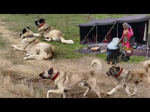 SÜRÜ KURTLAR VADİSİNDE !! HD BELGESEL