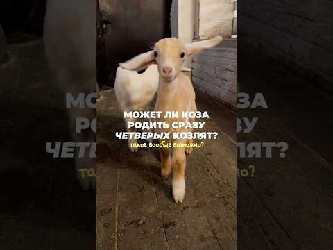 Может ли коза родить сразу четверых козлят? Такое вообще можно? #shorts #ферма #фермер #козы