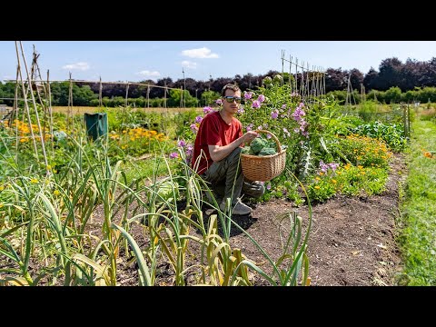 Summer in the allotment patch - Harvesting broccoli and tidying up the garden