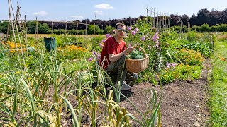 Summer in the allotment patch - Harvesting broccoli and tidying up the garden