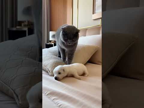 Scottish Fold Bullies a Tiny English White Terrier Puppy Until Giant Mom Walks In