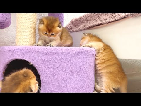 The kittens have learned to climb on the house and are not afraid of heights