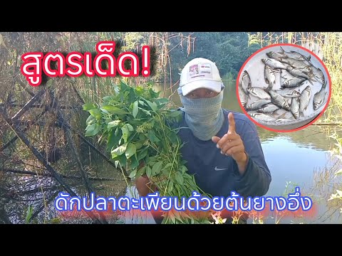 สูตรดักปลาตะเพียนใช้ต้นยางอึ่งรับประกันหมานแน่นอนep.598