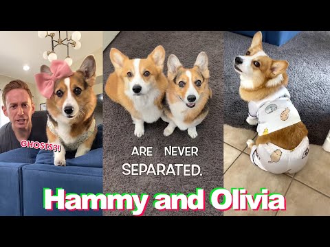 *1 HOUR* Funny Hammy and Olivia TikTok Compilation - Best Hammy & Olivia Corgi TikToks of 2022