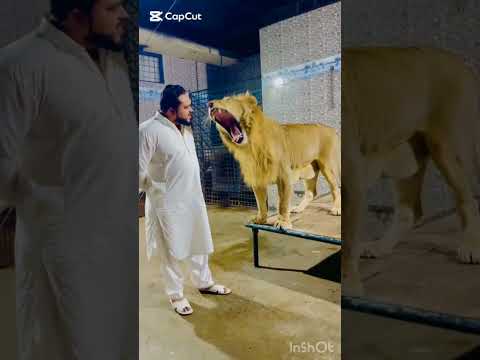 sher ha mouse nhi #lion #petlover #funnyclips