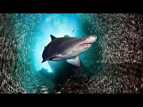 Así Caza el Tiburón Tigre: El Fantasma Silencioso del Mar