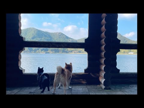 のんきな白鳥と不思議な木がある散歩道　Autumn walk