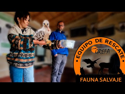🦅 Rescate Animal: GREFA desde Dentro | VLOG