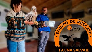 🦅 Rescate Animal: GREFA desde Dentro | VLOG