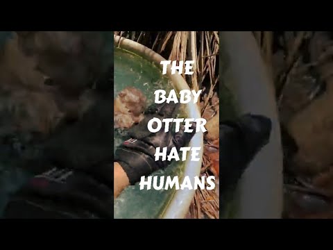 Otter Tiar Learned To Swim Fast Before Returning To The Mangrove Forest