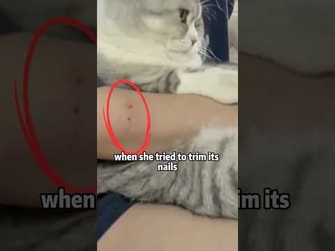 🐱🙏❤️ CAT BIT OWNER → COLD WAR NOW! 💢❄️ LOVE END?#animals #rescue #lovestory #shorts #cute #kitty