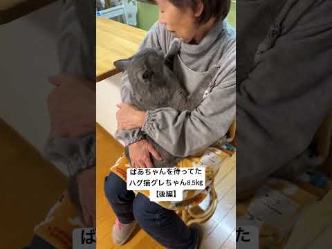 【お待ちかね、ハグ猫グレちゃん8.5㎏〜後編〜】 #癒し動画 #cat #保護猫 #ばあちゃん大好き #シャルトリュー #bigcat