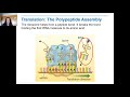 Ribosomes and Protein Synthesis Insights