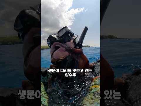 문어 잡을때 조심해야하는 이유. 배테랑 해녀도 문어는 조심해야함.